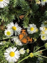 Phyciodes cocyta