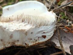 Phellodon fuligineoalbus