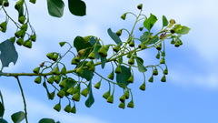 Codonocarpus cotinifolius