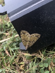 Hydriomena furcata