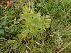 Thalictrum flavum