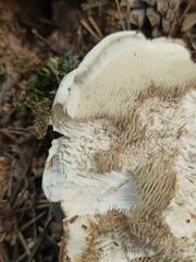 Phellodon fuligineoalbus