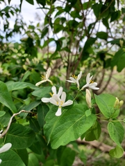 Lonicera tatarica