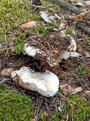 Phellodon fuligineoalbus
