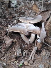 Cantharocybe