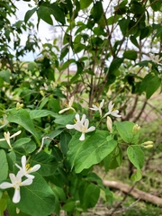 Lonicera tatarica