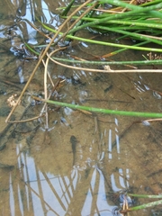 Ichthyosaura alpestris