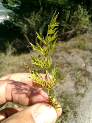 Seseli annuum