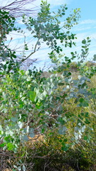 Codonocarpus cotinifolius