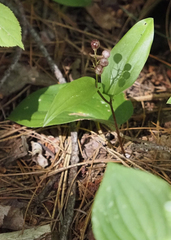 Maianthemum canadense