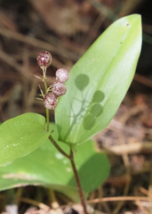 Maianthemum canadense