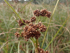 Cladium mariscus
