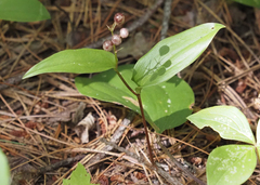 Maianthemum canadense
