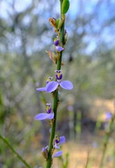Comesperma scoparium