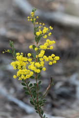 Acacia buxifolia