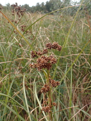 Cladium mariscus