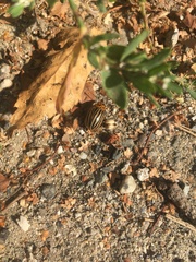 Leptinotarsa decemlineata