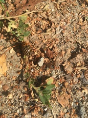 Leptinotarsa decemlineata