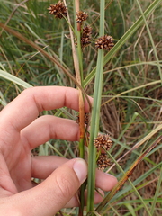 Cladium mariscus