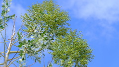 Codonocarpus cotinifolius