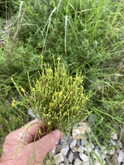 Hypericum gentianoides