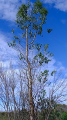 Codonocarpus cotinifolius