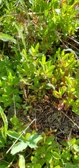 Vaccinium cespitosum