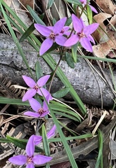 Boronia ledifolia