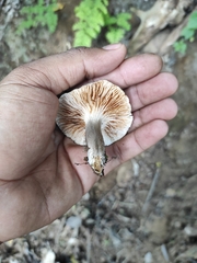 Cantharocybe