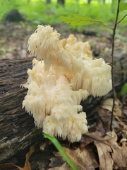 Hericium coralloides