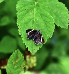 Trichodezia albovittata