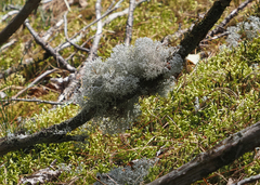 Cladonia stellaris