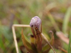 Gentianella uliginosa