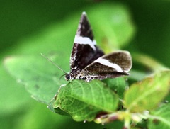 Trichodezia albovittata