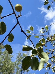 Pyrus