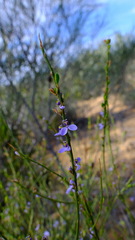 Comesperma scoparium