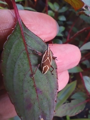 Cryptoderma