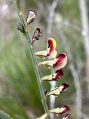 Bossiaea scolopendria