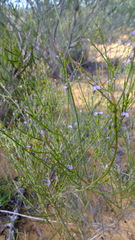 Comesperma scoparium