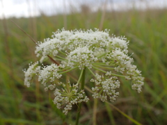 Conioselinum tataricum