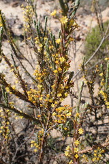Struthiola eckloniana