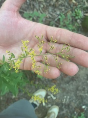 Solidago