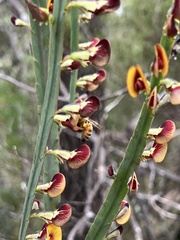 Bossiaea scolopendria