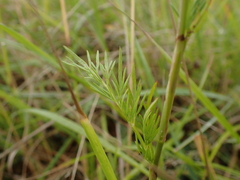 Conioselinum tataricum