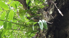 Benthamia chlorantha