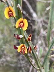 Bossiaea scolopendria