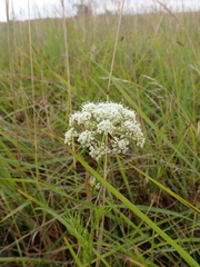 Conioselinum tataricum