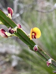 Bossiaea scolopendria