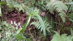 Benthamia chlorantha