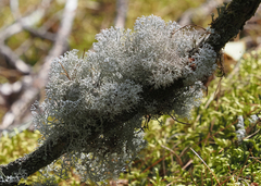Cladonia stellaris